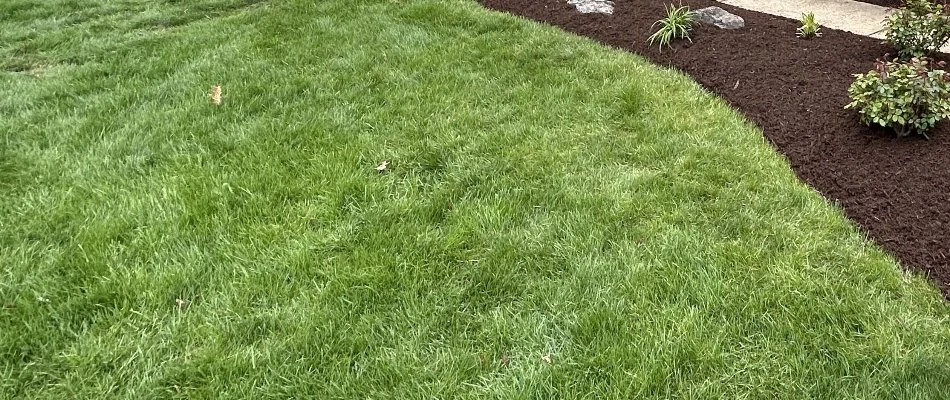 Lush, green grass in Millersville, PA, beside a landscape.