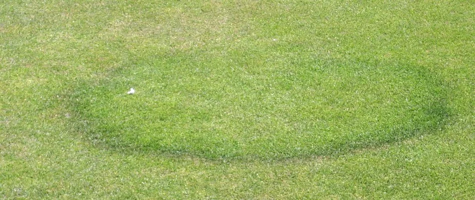 Fairy ring lawn disease on a lawn in Lititz, PA.