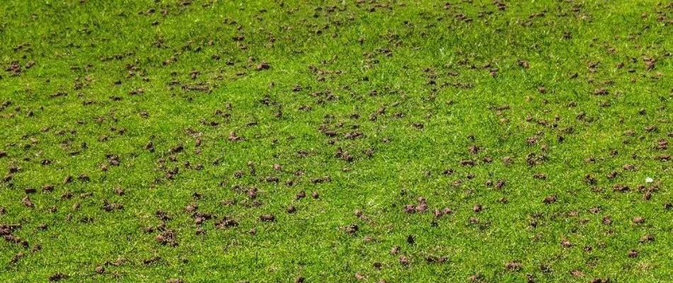 Lawn in Lititz, PA, recently aerated.