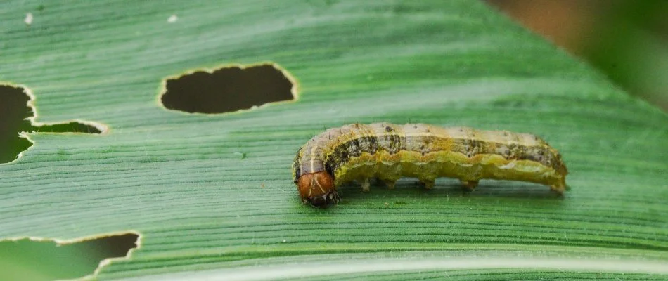 Armyworm on a grass blade with holes in Lititz, PA.