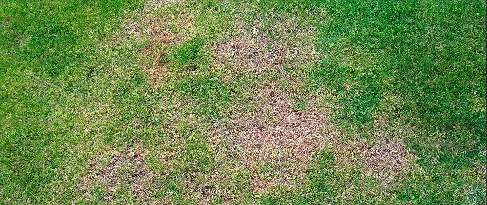 Brown patch lawn disease on a lawn in Lititz, PA.