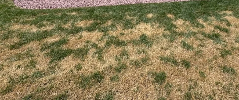 Lawn disease killing grass in Lititz, PA.