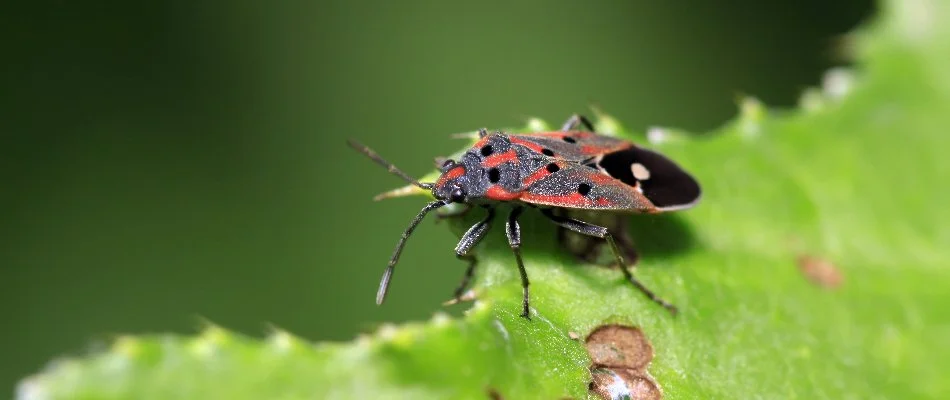 Chinch bug eating a green leaf in Lititz, PA.