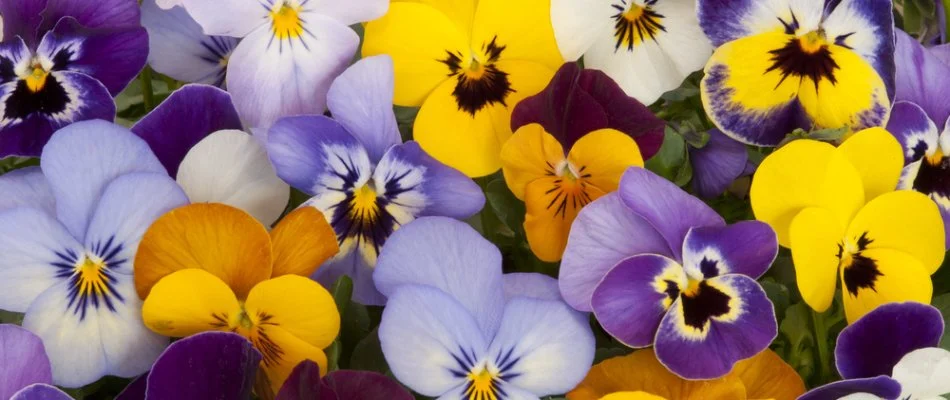 A close-up image of yellow, purple, and white pansies on a lawn in Lititz, PA.