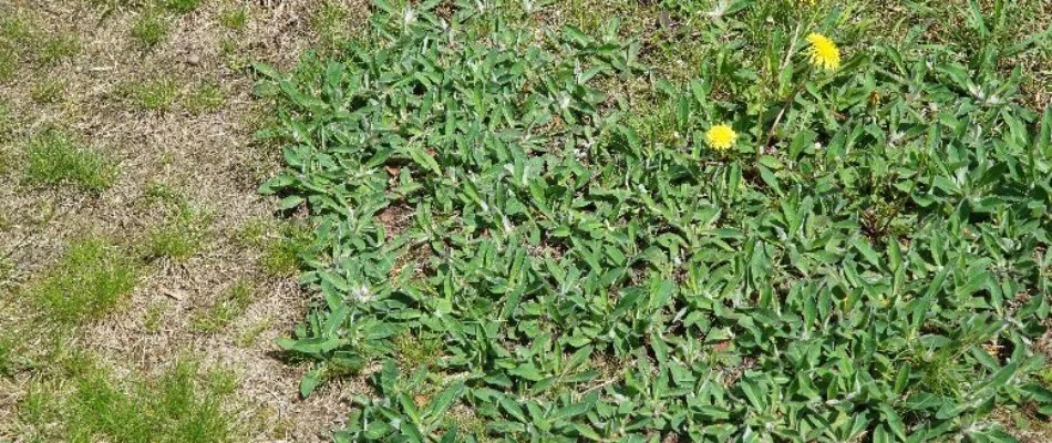 Dandelions growing on patchy lawn in Lititz, PA.