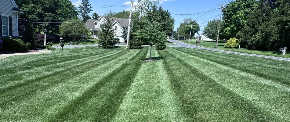 Mowed lawn with tree in Lancaster, PA.