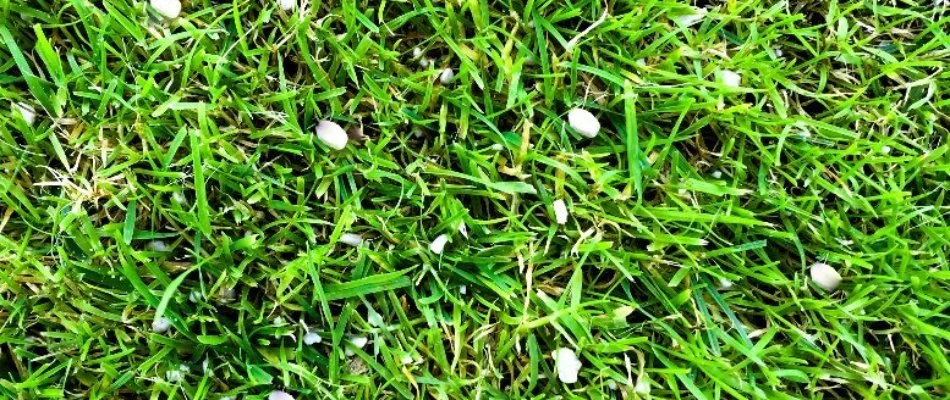 Fertilizer granules on green grass in Lititz, PA.