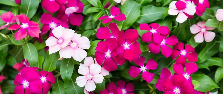 A group of pink and red vincas in Lititz, PA.