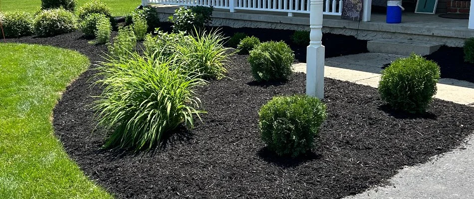 Landscape in Lititz, PA, with black mulch and small, green shrubs.