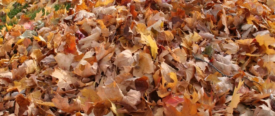 A large pile of leaves on grass in Lititz, PA.