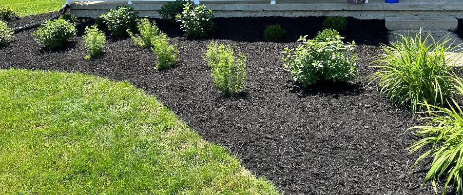 A dark mulch landscape bed in Lititz, PA, with shrubs.