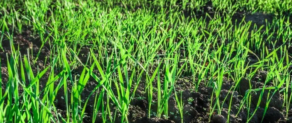 New grass growing on property in Lititz, PA.