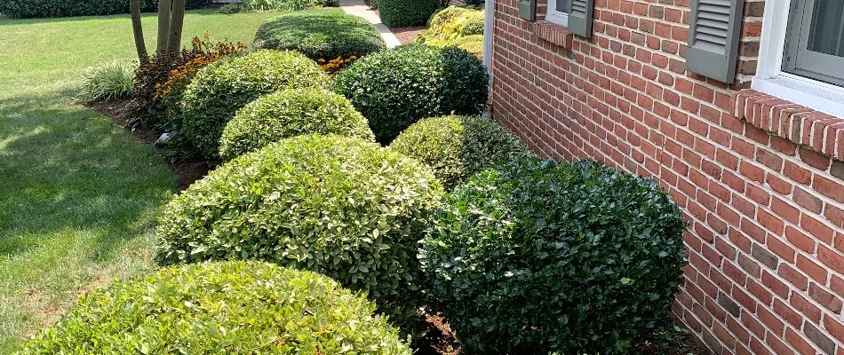 Newly renovated landscaping bed in Lititz, PA, with plants installed.