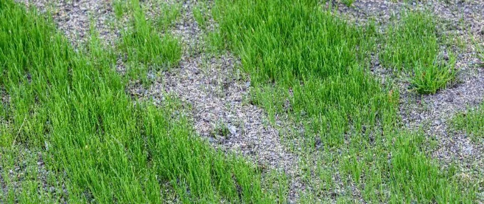 Overseeding a patchy lawn in Lititz, PA.