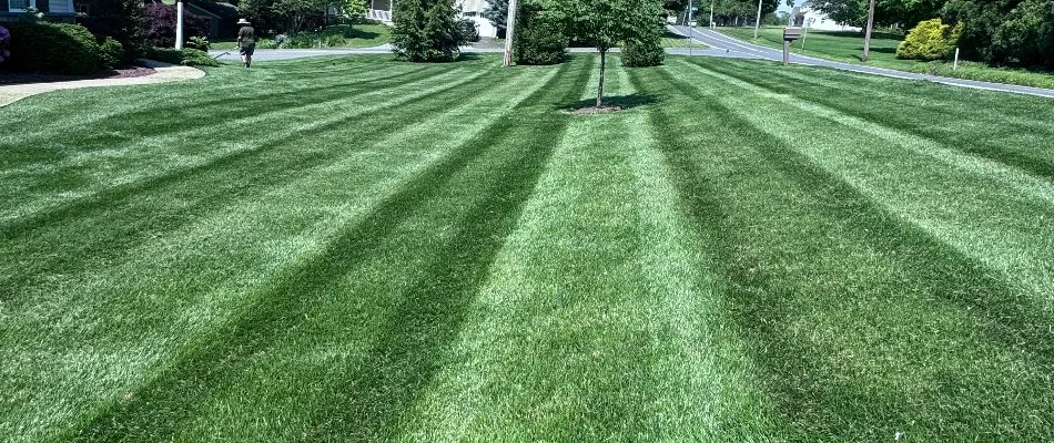 Recently mowed lawn in Lititz, PA.