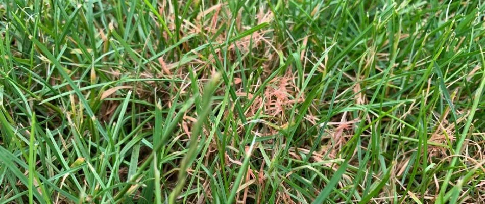 Red thread lawn disease on a turf in Lititz, PA.