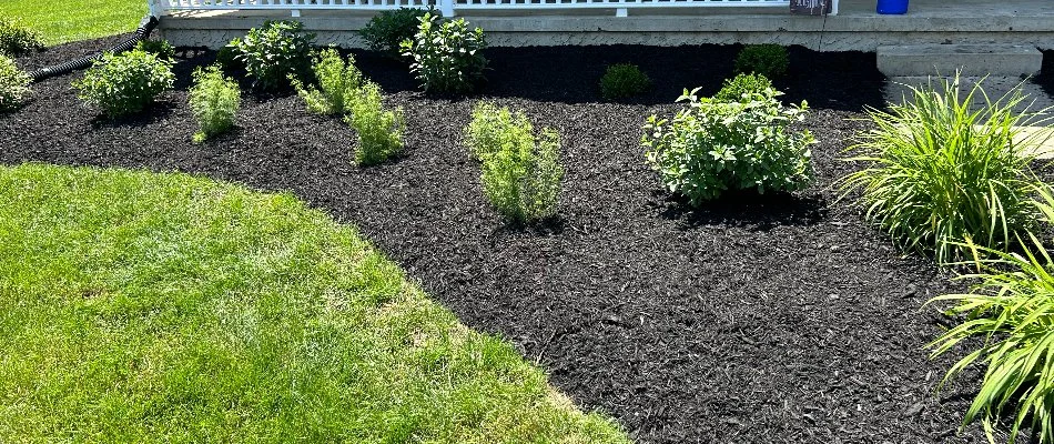 Mulch landscape bed in Lititz, PA, with shrubs.