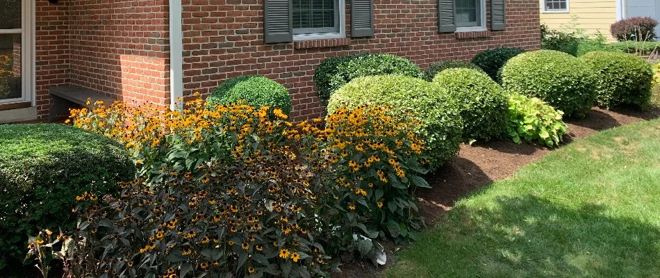 Round shrubs planted in a front landscaping bed at a Lititz, PA residential home.