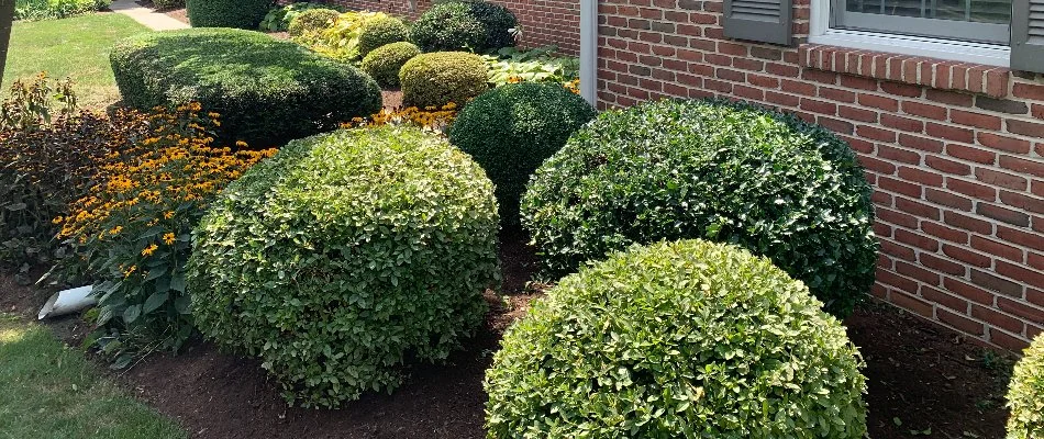 Shrubs rounded after trimming and pruning at a home in Lititz, PA.