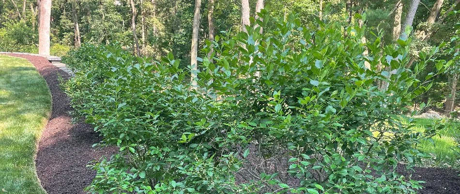 A shrub in a mulch landscape bed in Lititz, PA, with trees in the background.