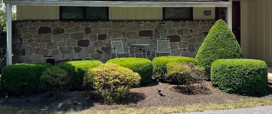 Shrubs that have been pruned in a front landscaping bed at a home in Lititz, PA.