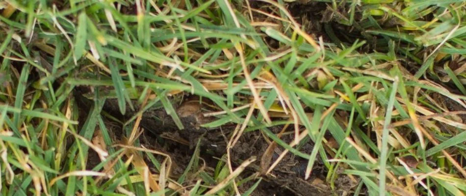 Slice seeding on lawn in Lititz, PA.