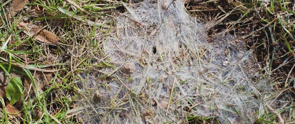 Snow mold lawn disease on a lawn in Lititz, PA.