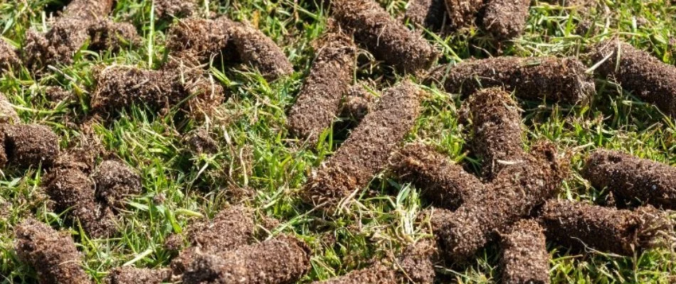 Soil plugs on a lawn in Lititz, PA, after core aeration service.