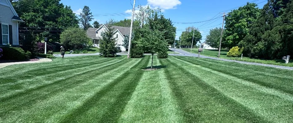 Tree on a freshly mowed green lawn in Lititz, PA.