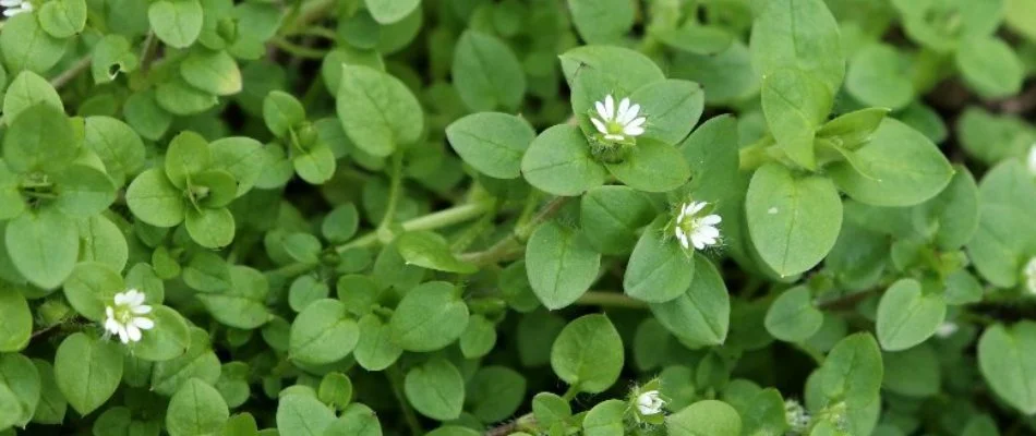 Chickweed on a lawn in Lititz, PA.