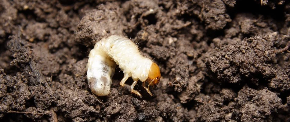 White grub on the soil in Lititz, PA.