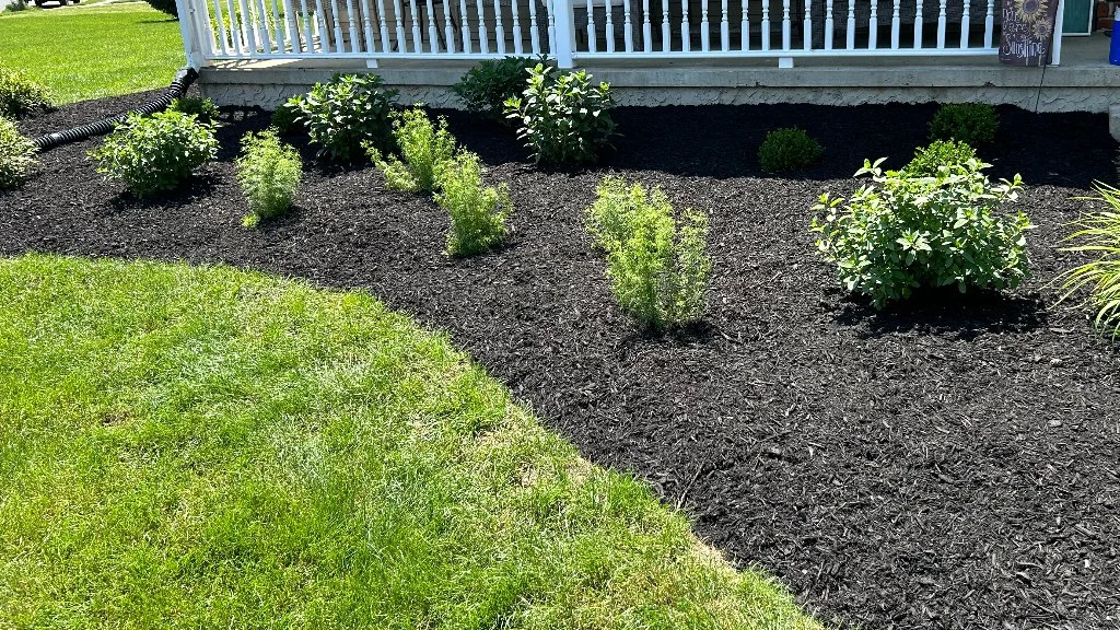 Black mulch and green shrubs in landscape bed in Ephrata, PA.