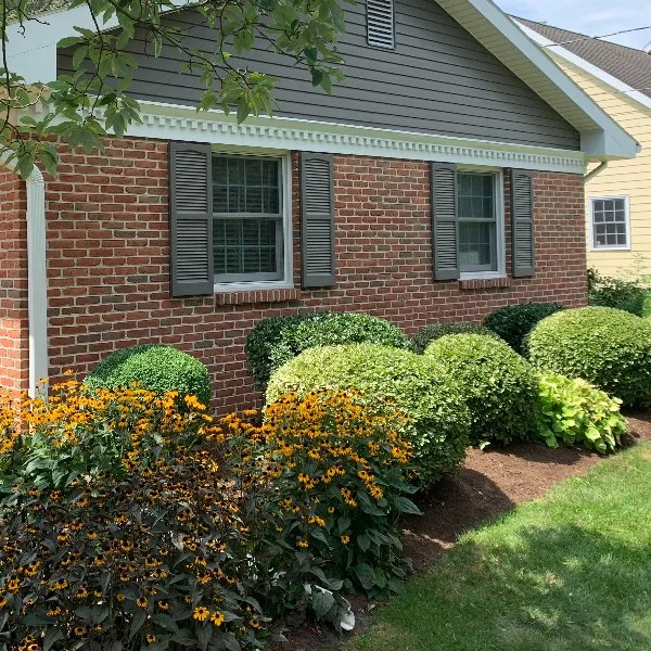 Trimmed shrubs and yellow flowers at Manheim, PA home.